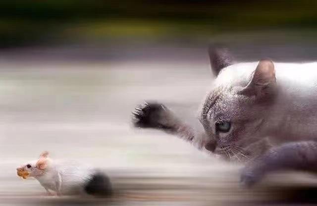 一部知识分子的“精神传”——长篇风情小说《猫鼠传》浅析