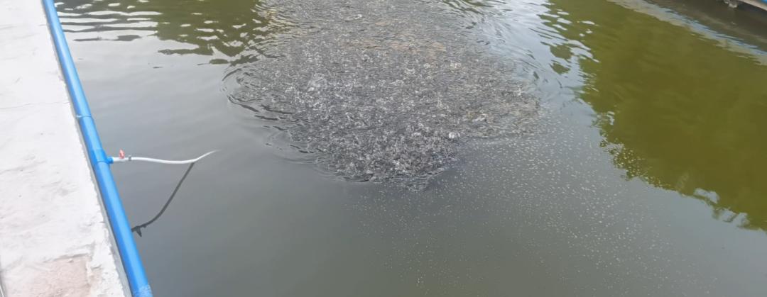 加州鲈发黄是怎么回事,加州鲈烂嘴最好的治疗方法