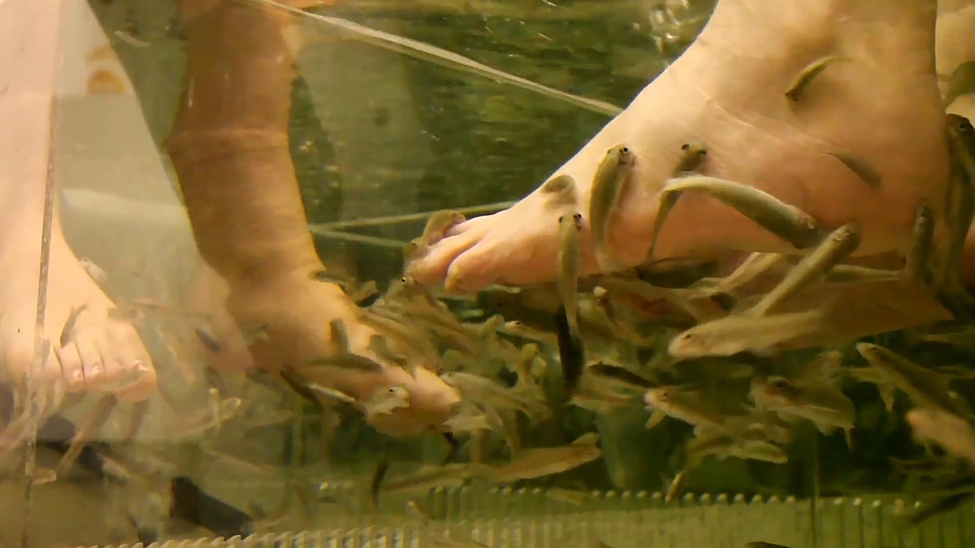 足疗小鱼真的吃死皮吗,足疗店的小鱼能吃吗