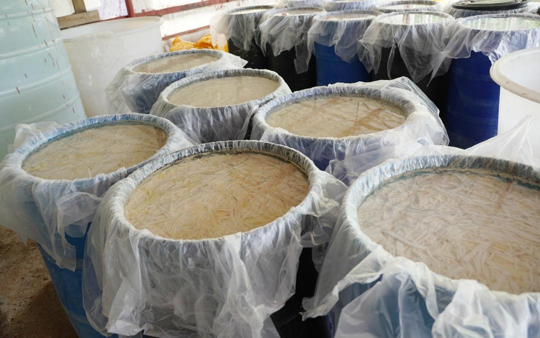 怀集麻竹笋,麻竹笋怀集