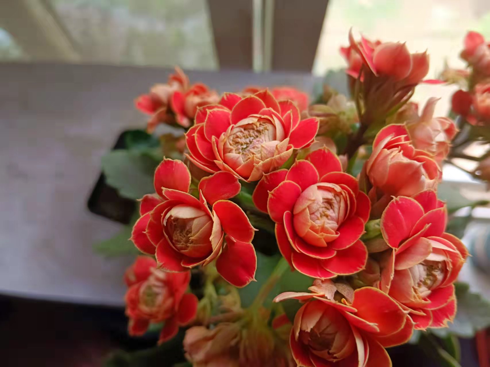 刚网购的长寿花需要怎么处理,网购有花苞的长寿花怎么处理