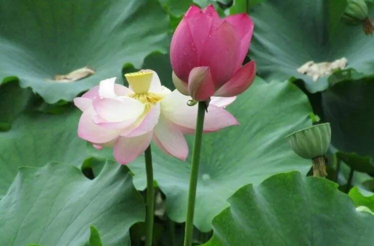 百年好合啥意思,百年好荷酒