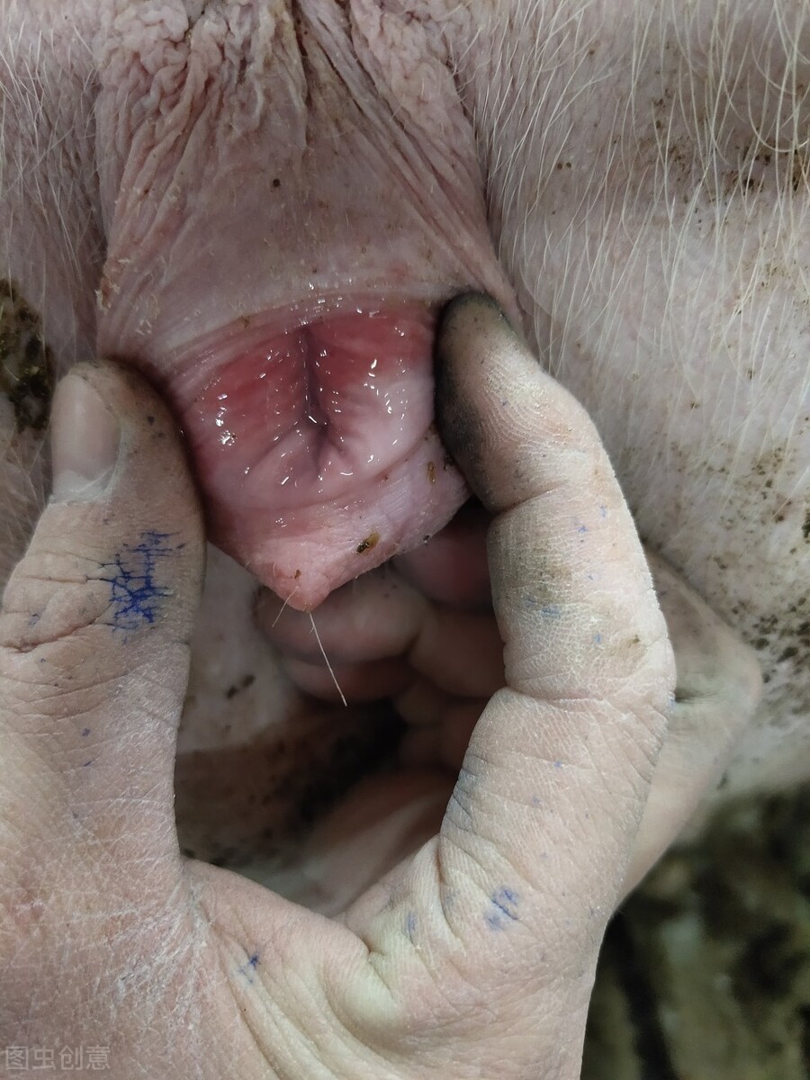 养猪户的技巧和方法,农家养猪小诀窍