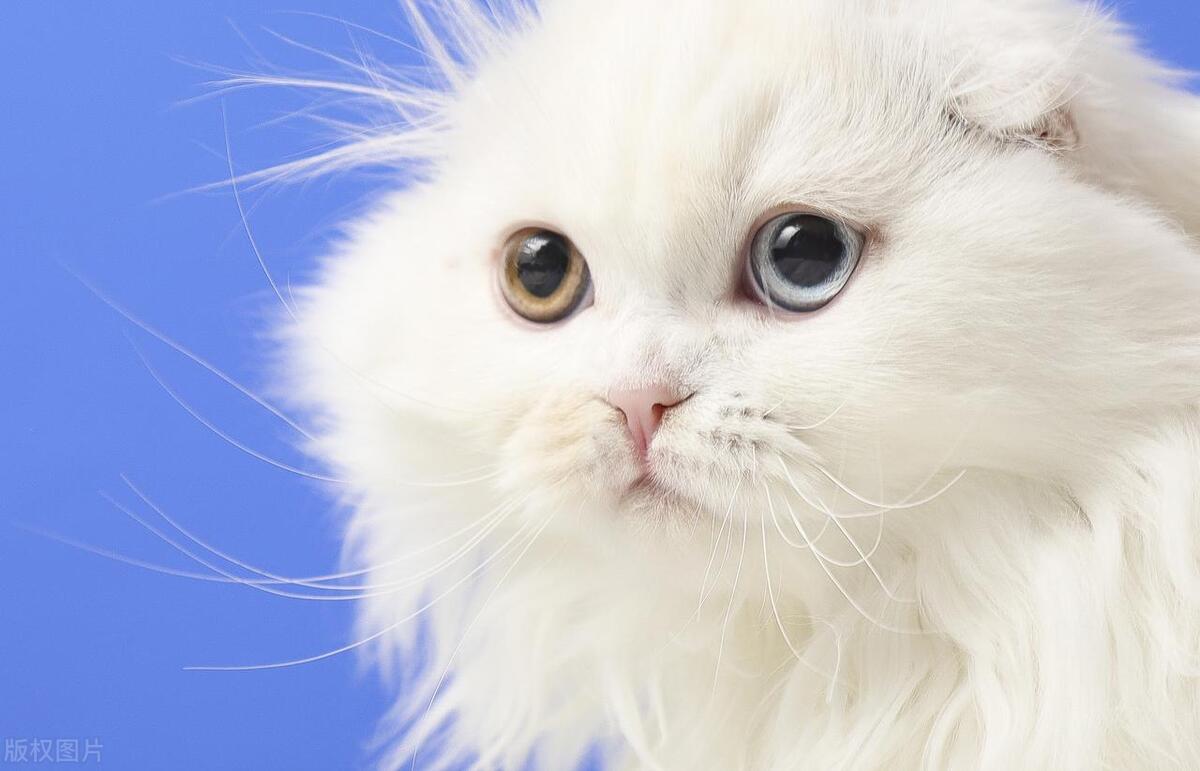 猫咪慢性鼻炎不治会死吗,猫咪吃泼尼松龙治疗鼻炎