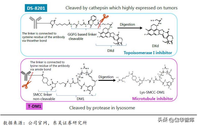 有效避开内卷，迈威生物：ADC锋芒初显，快速成长的Biopharma