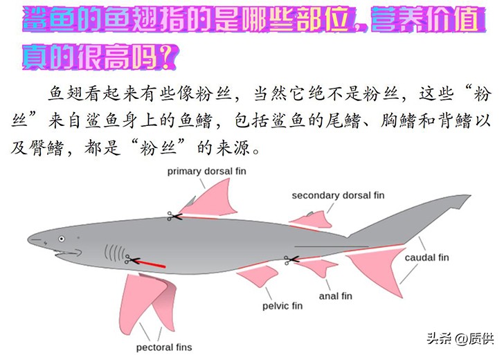 人类为什么只吃鲨鱼,为什么人类只吃鱼翅