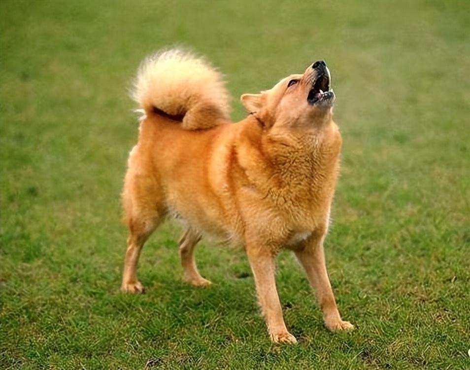 狗狗你最近有遇见烦心事吗,盘点狗狗有危险主人是什么反应