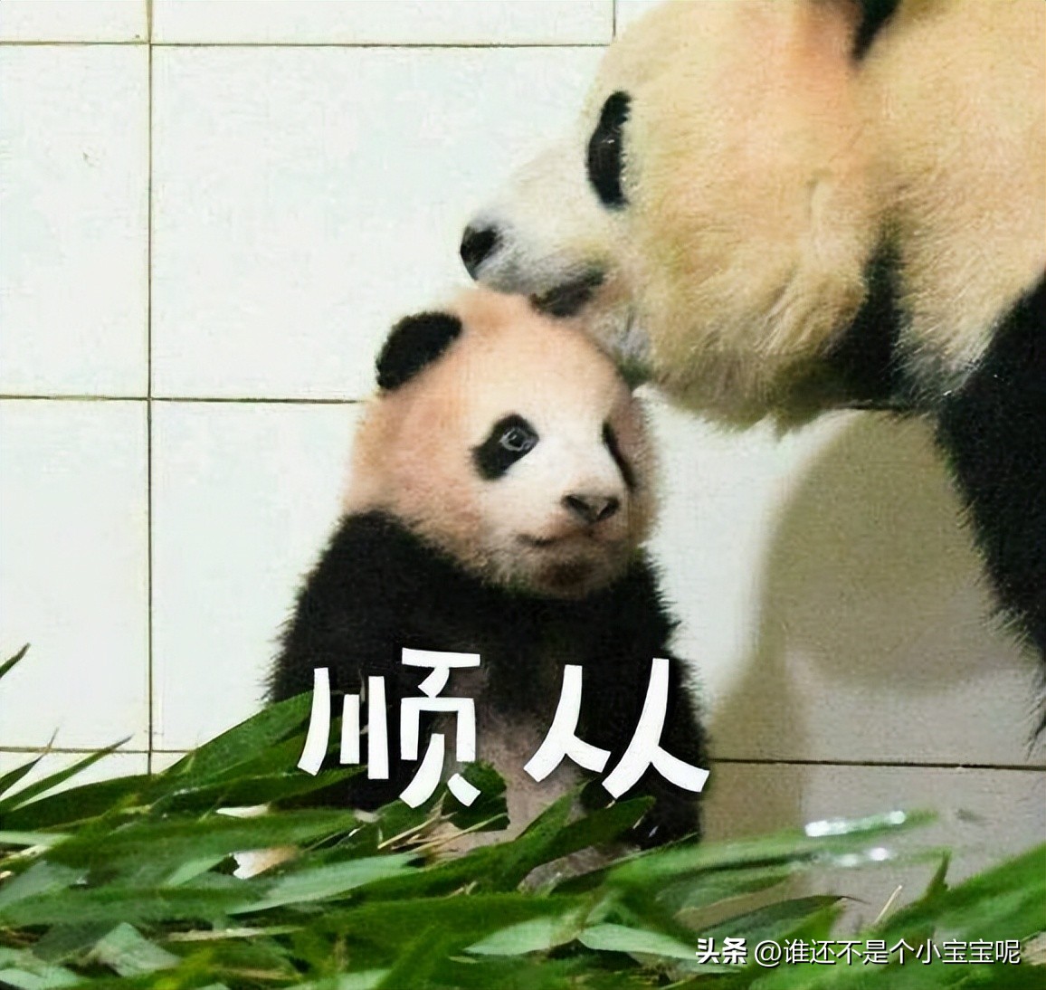 每天认识一只大熊猫七仔,大熊猫福星胖大海胆小