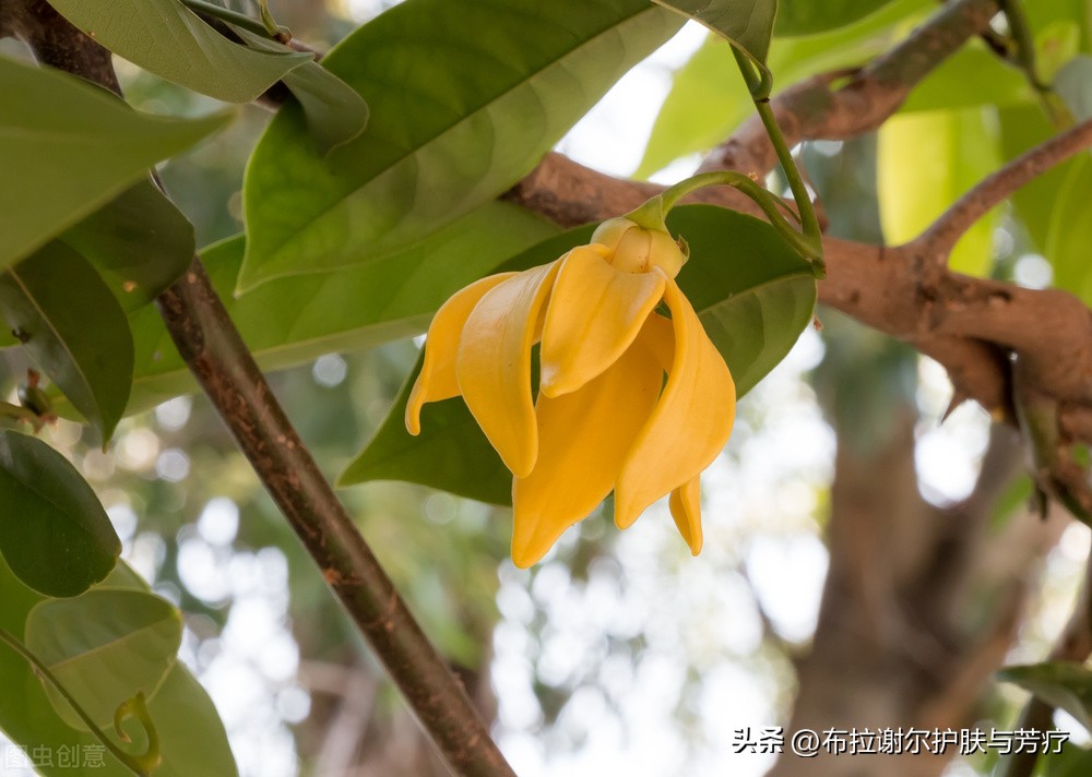 依兰精油香氛,依兰芳香精油