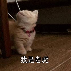 这5种猫堪称白眼狼养了也白养,猫白眼狼