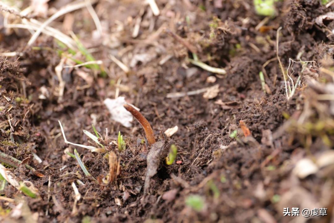 鲜虫草正当季,鲜虫草采收