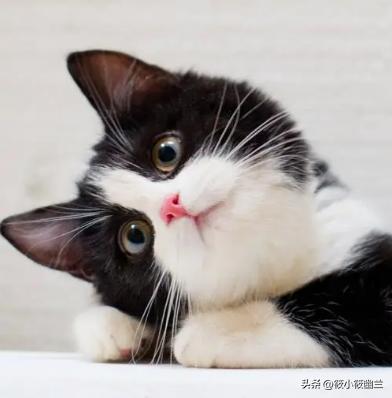 便宜适合新手养的猫咪一百左右,猫咪价格便宜又好养