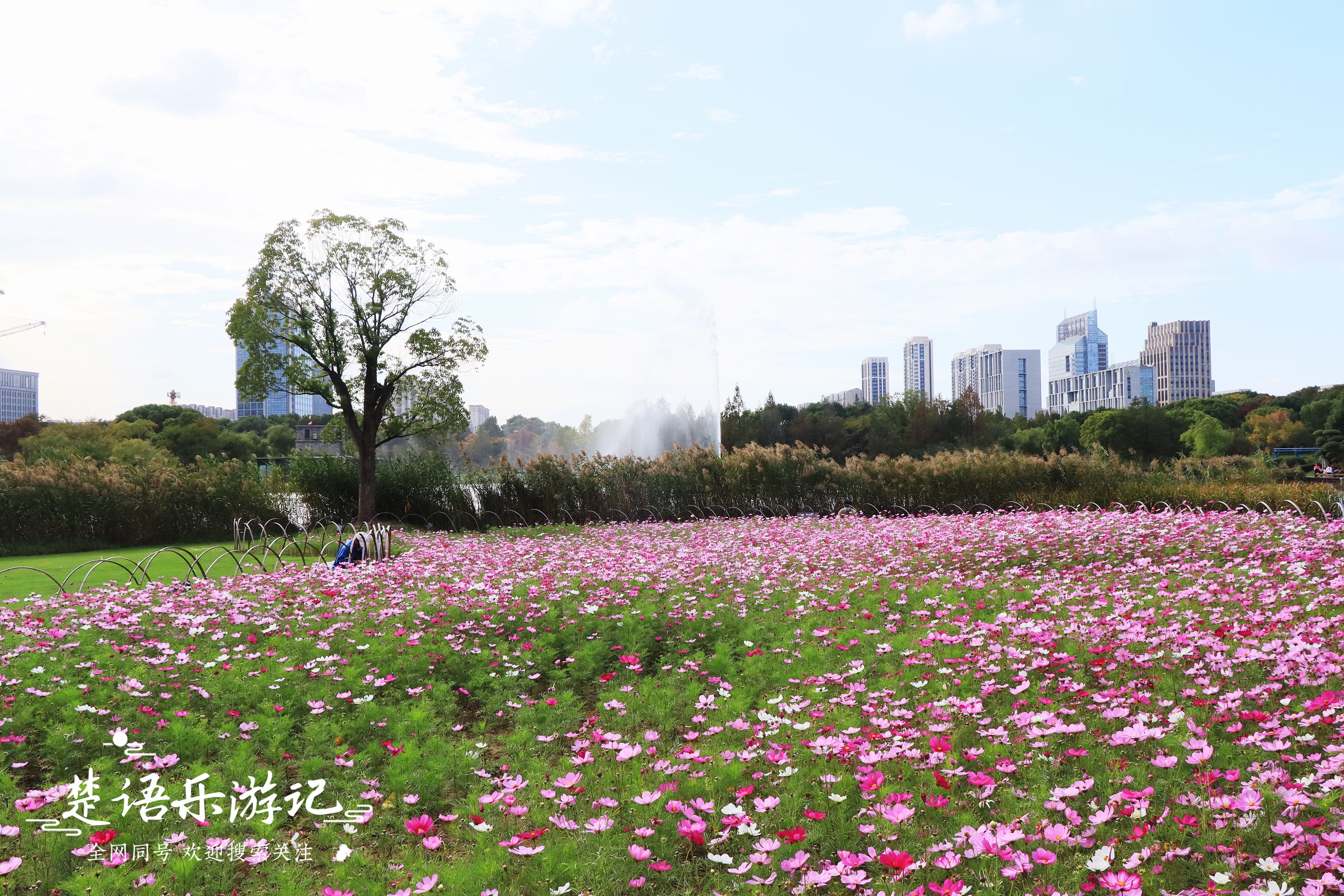 宁波最浪漫的粉黛花海,宁波油菜花海景区