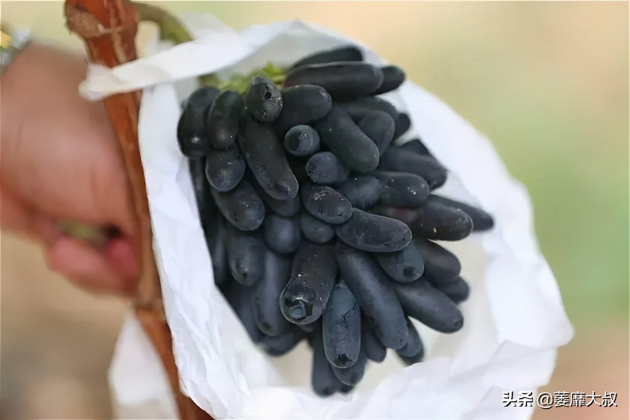 阳台选了它比花还漂亮,适合阳台可以吃的植物