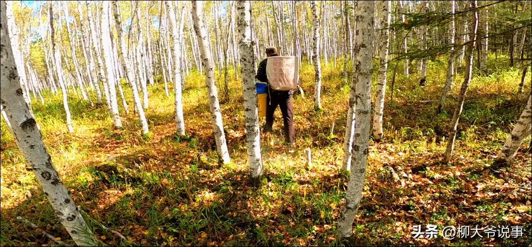 大兴安岭“采山”日赚千元是真的吗？哈尔滨小伙亲自体验结局亮了