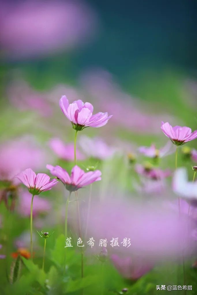 摄影波斯菊花海,上虞城南江上花海