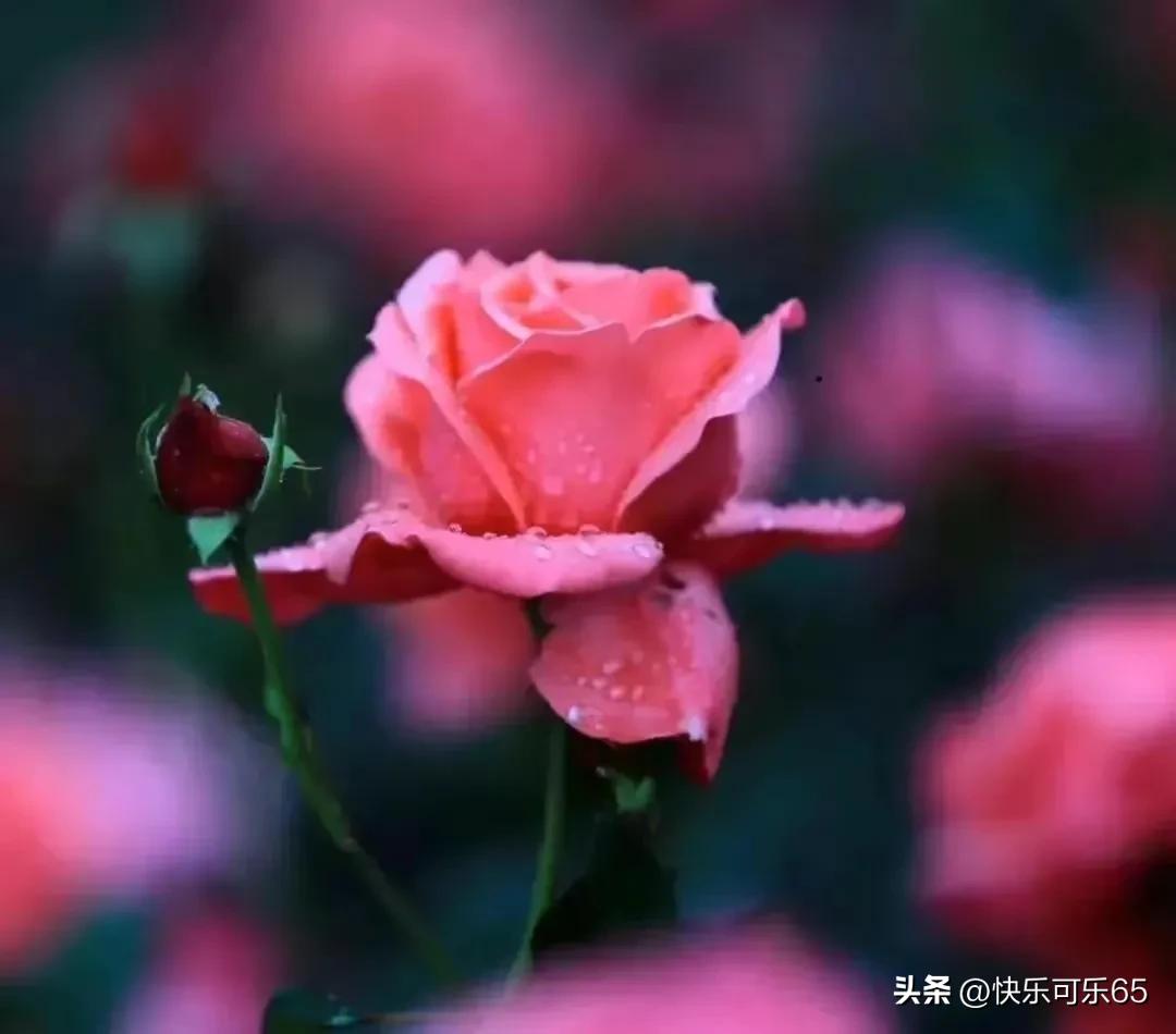 玫瑰花真的有那么多颜色吗,玫瑰花各种各样的颜色