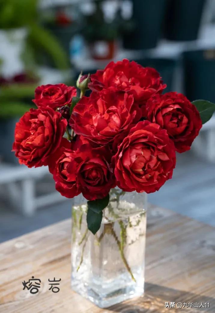 天狼月季新品预售,天狼月季官方旗舰店烛光月季