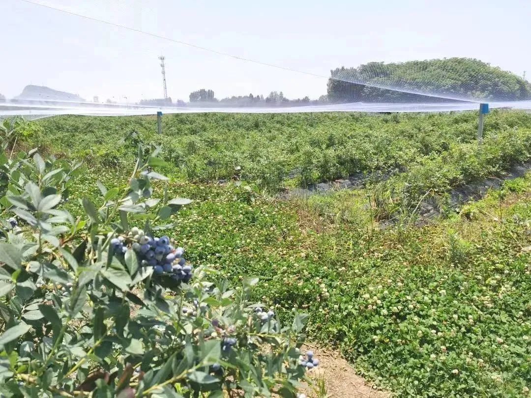 超甜预警！夏日采摘季！快来汉中实现水果自由~