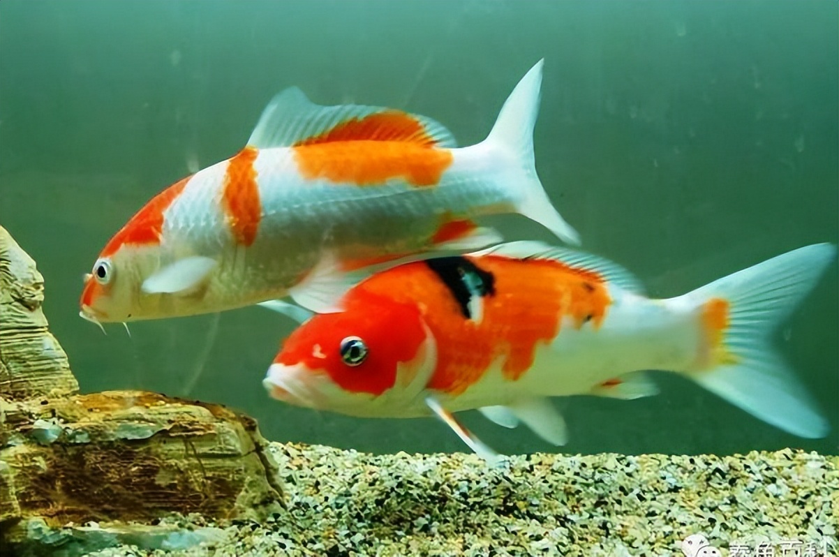 锦鲤不爱游动怎么治疗,锦鲤现在不爱吃食是怎么回事