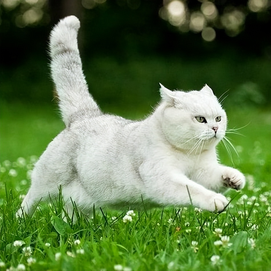 英国短毛猫各种品种大全,英国短毛猫品种介绍大全