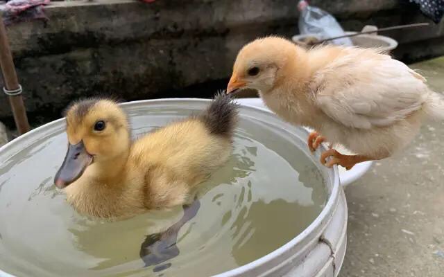 魔人哈兰德母亲,魔人哈兰德经历