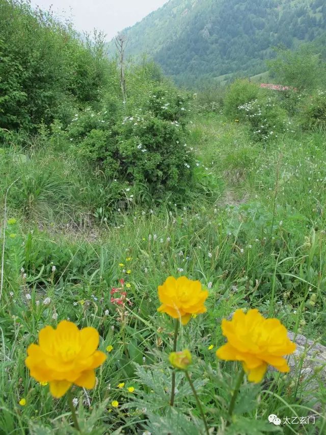 小五台山金莲花坡,小五台金莲花