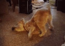 母狗也会来月经吗,狗也会来大姨妈吗