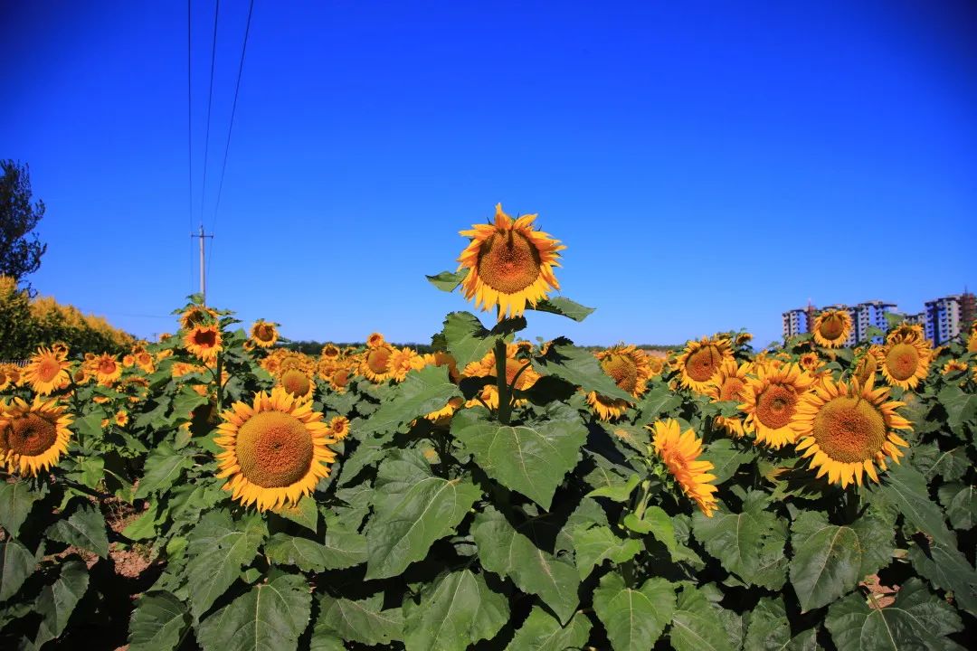 北京周边的向日葵花海,顺义向日葵花海