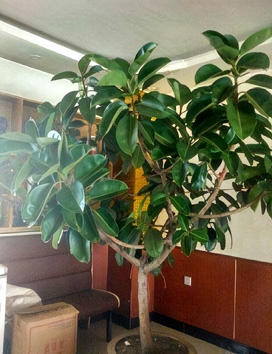 家里卧室养什么绿植最好养又招财,家中养这3种花最招财镇宅