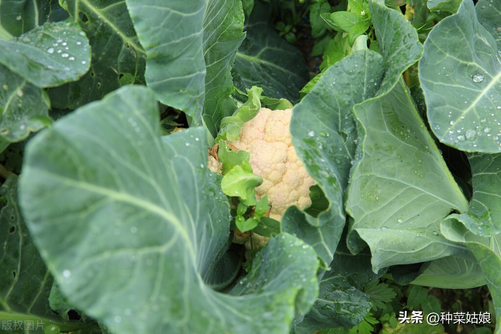 花椰菜怎么授粉,花椰菜病虫害图谱大全