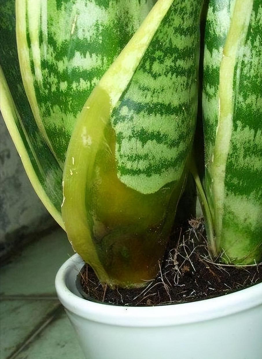 耐旱的花秋冬需要少浇水吧,这6种花就喜欢水多越浇越爆盆