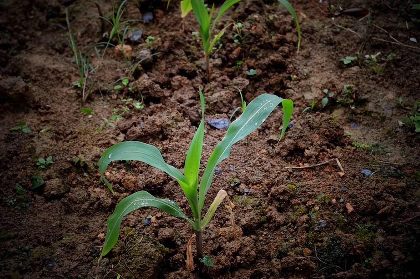 宣恩一座小城,湖北宣恩美丽的小城