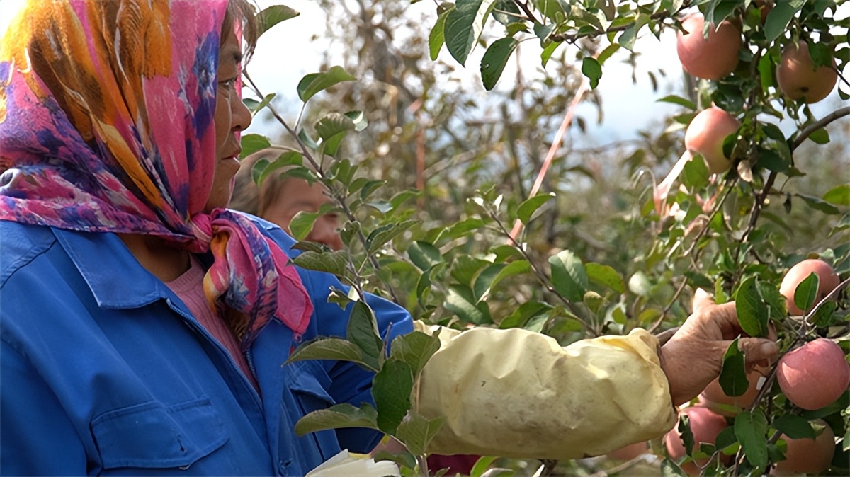 现代农业助力农村,现代化农业收获苹果