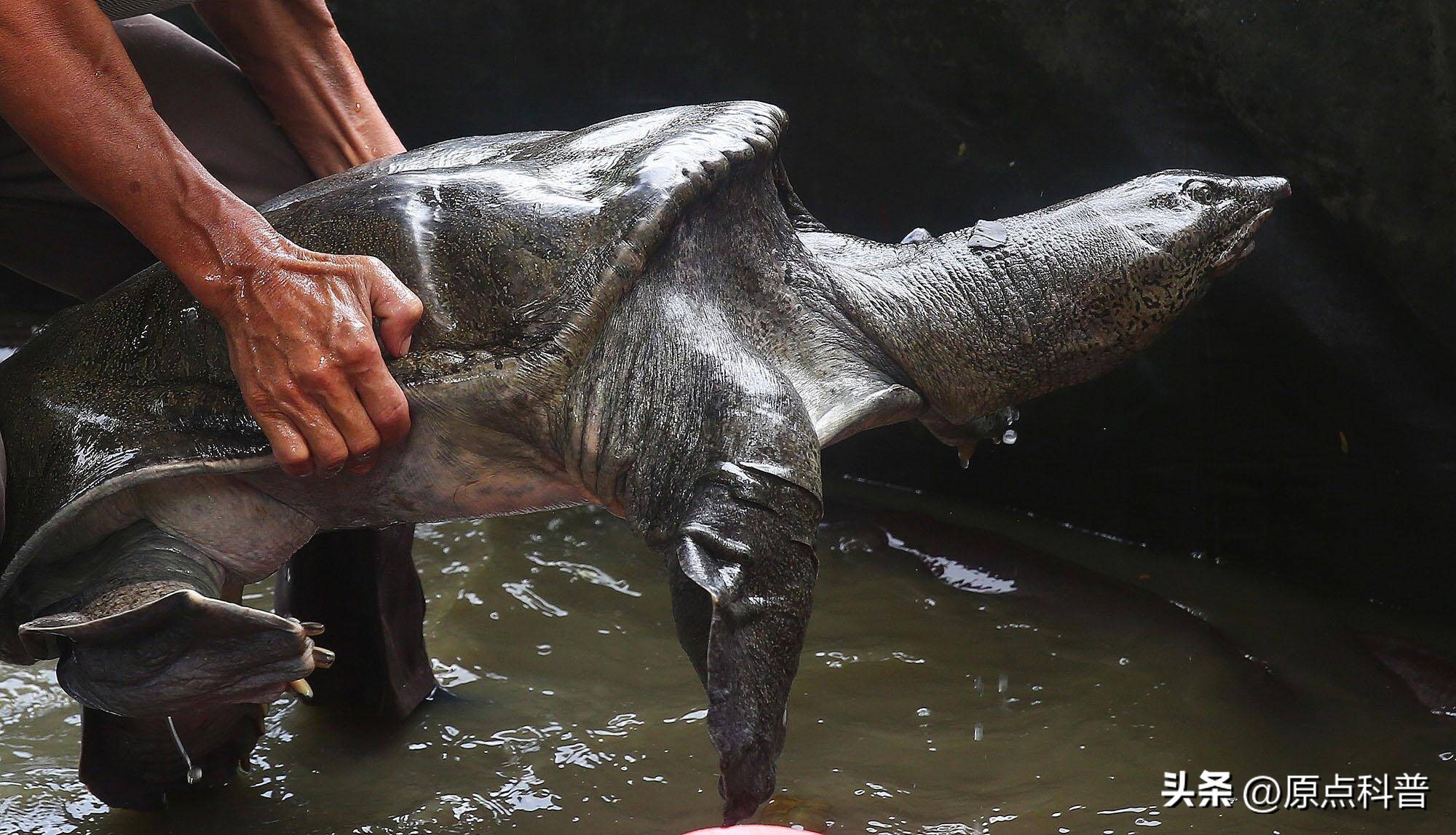 印度泛滥成灾的七大动物，自己不敢吃，想让中国当接盘侠