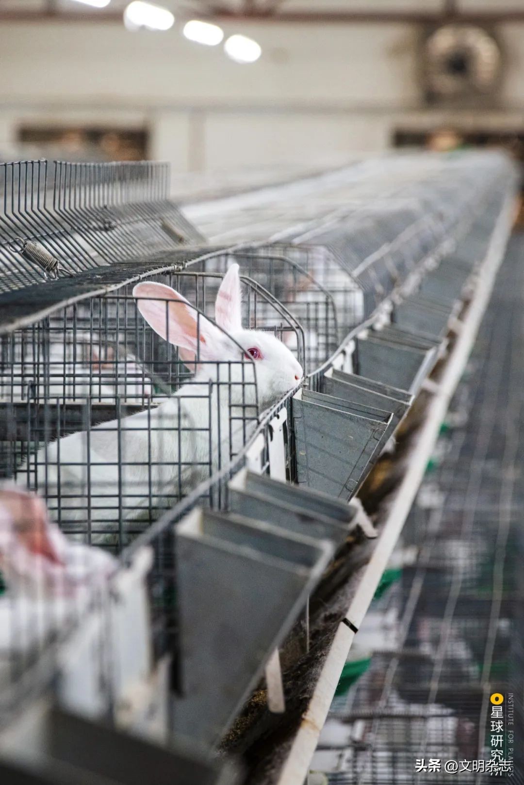 兔子来阳台,兔子来到新家