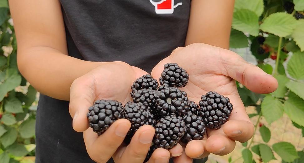 黑树莓果营养价值,野生黑树莓的栽培技术