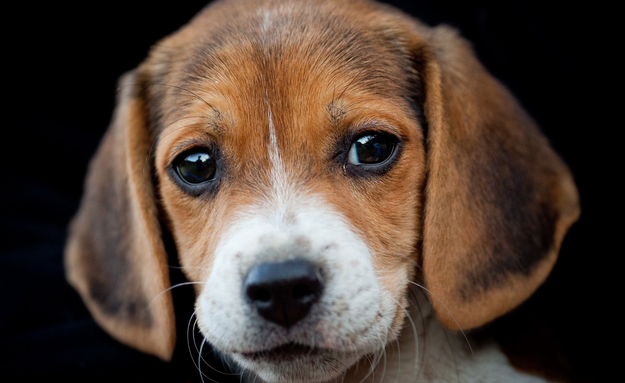 狗狗泪痕太重怎么治,狗狗泪痕严重怎么治