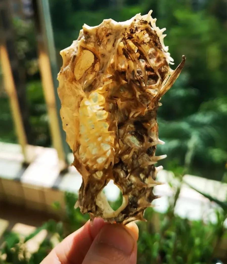 刺猬皮外敷促进皮肤生长,刺猬皮止血