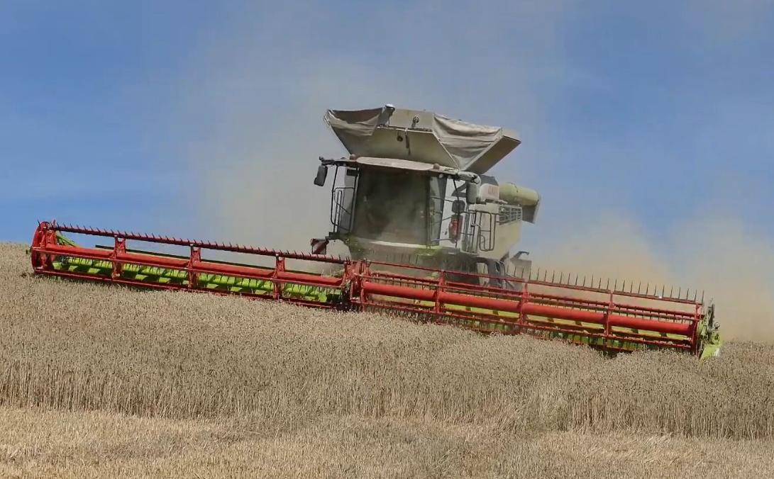 格拉斯大型联合收割机收割视频,大型克拉斯收割机工作视频