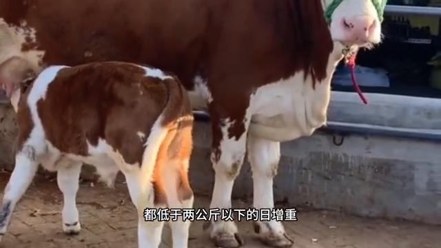 养牛场卖牛一般有什么套路,卖牛技巧