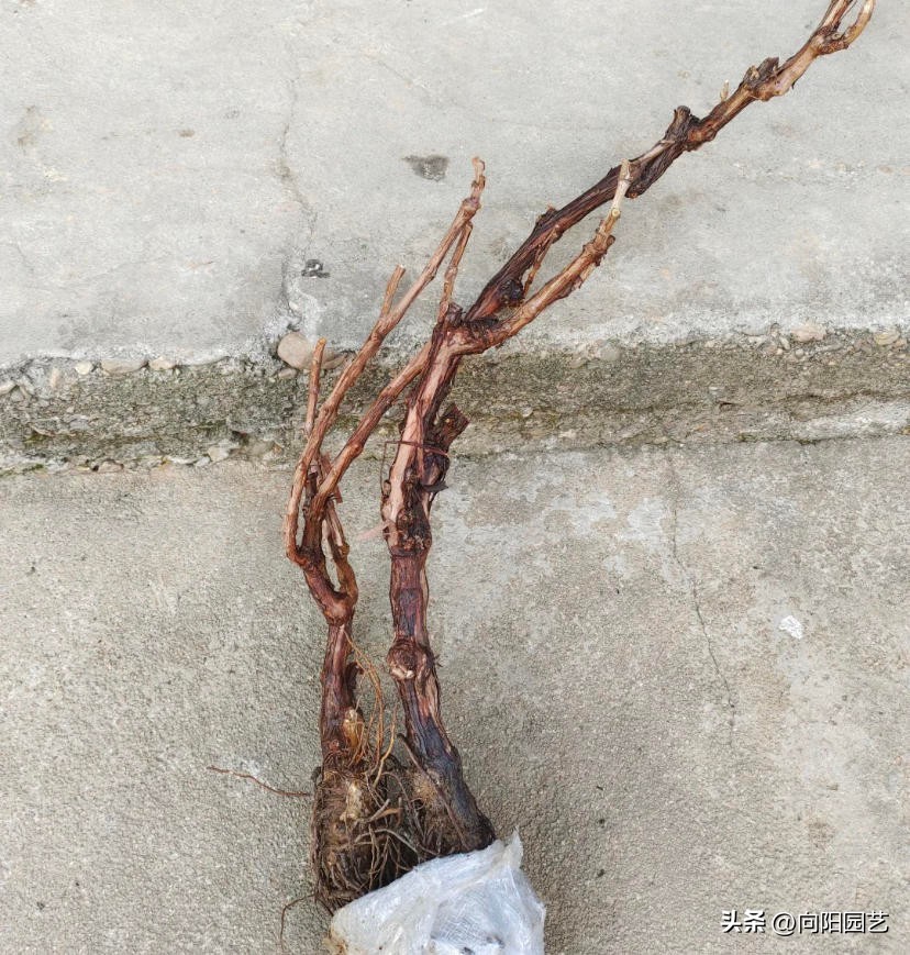 网上买果树苗哪里的假苗最多,网上买的果树苗是真是假