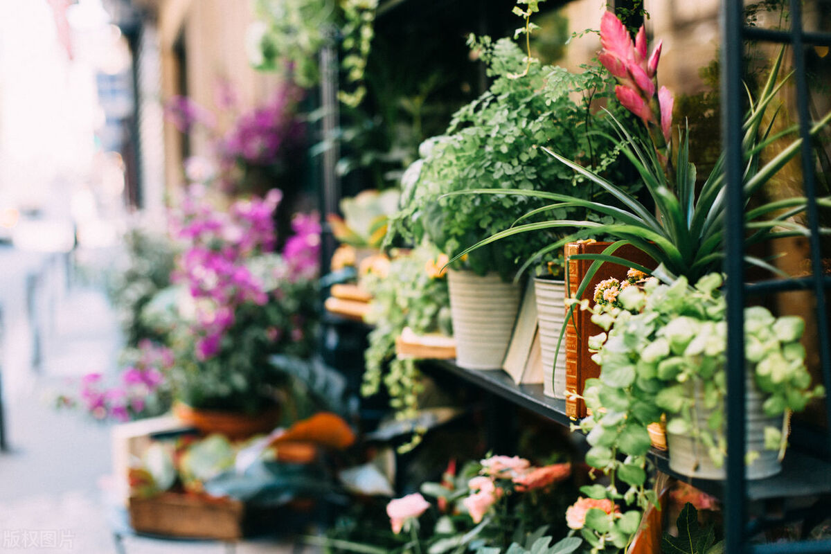 刚换盆的大植物怎么养护,刚移栽的植物怎样处理才能活