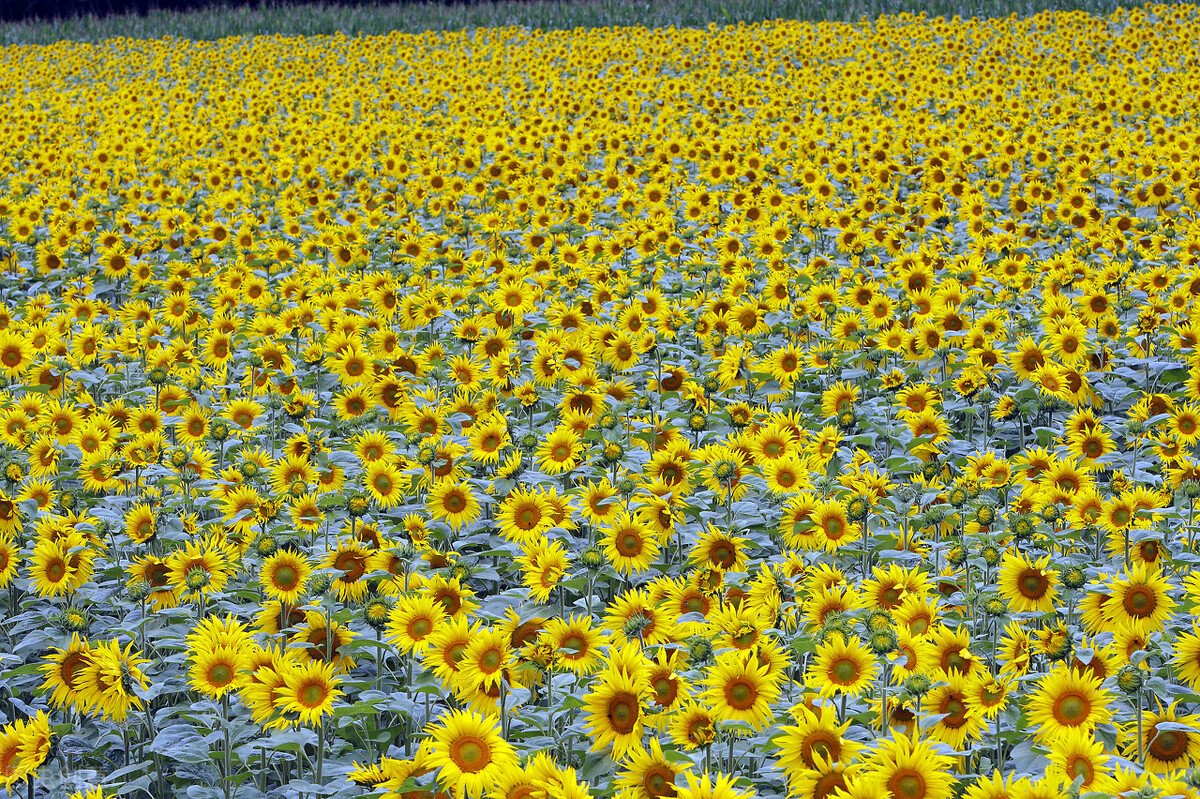 玫瑰花是爱情的象征还是祝福,玫瑰花表达爱情的最佳象征