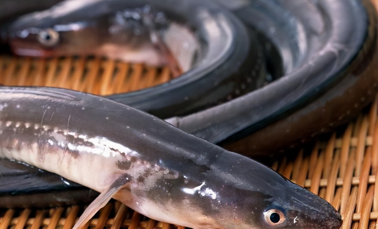 最常见的50种食用鱼吃法和价格,十种常用食用鱼类介绍