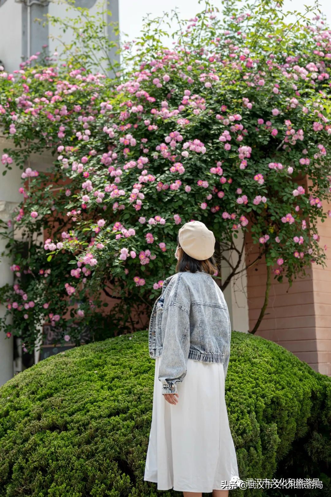 武汉的浪漫鲜花占一半,武汉的樱花开满了全城