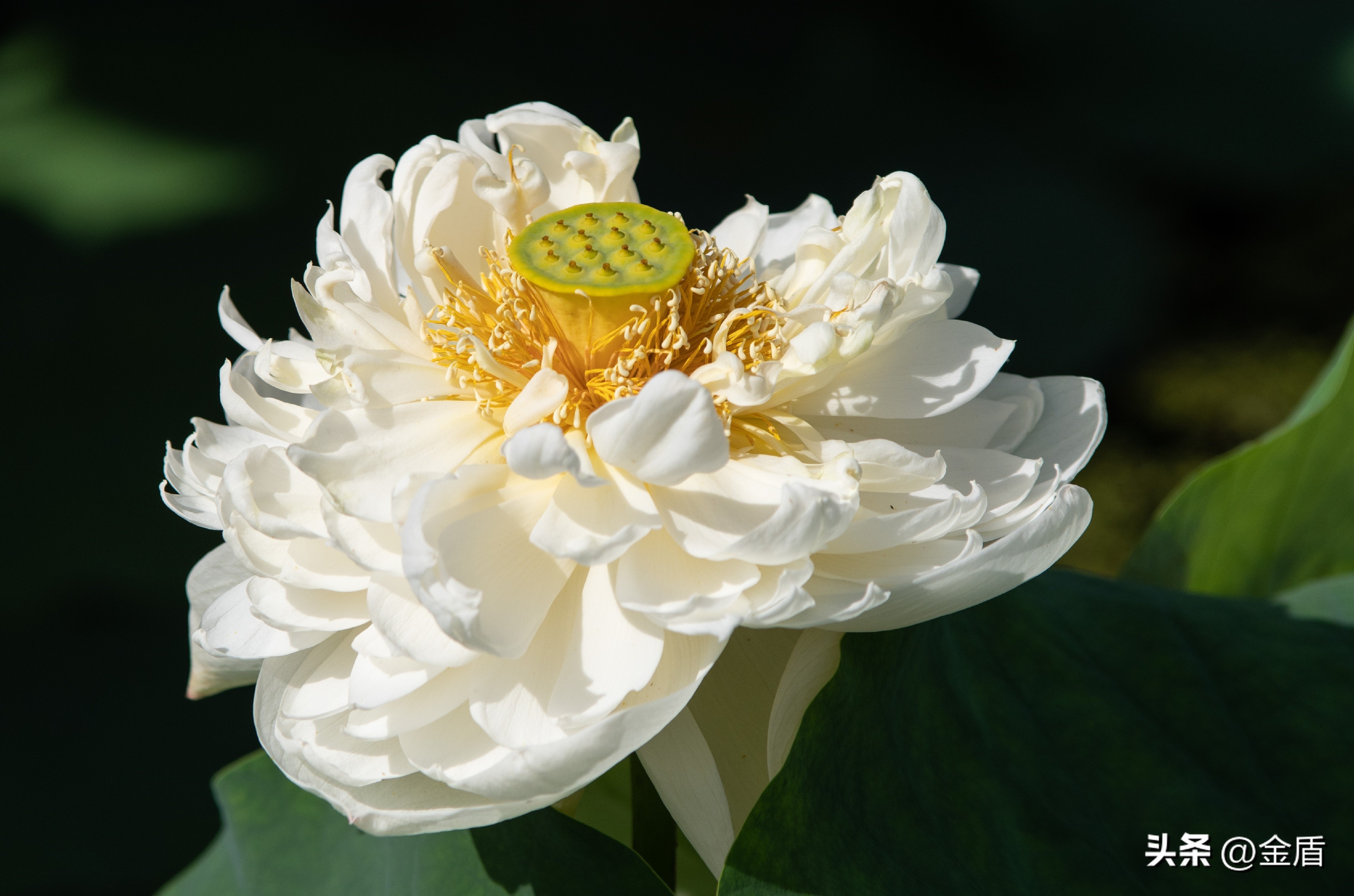 纯洁无瑕的荷花,荷花象征着纯洁无瑕