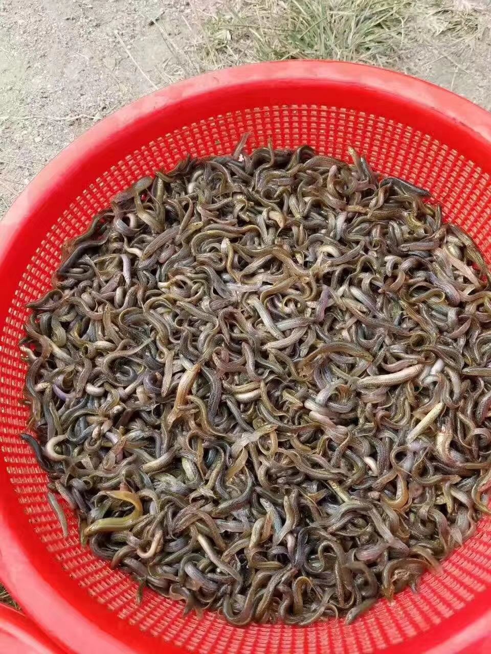 泥鳅水花常见病害及解决方法,泥鳅黄鳝的养殖技术和病害