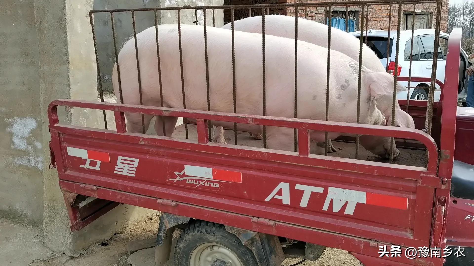 我,干过施工队长,也当过猪贩赚钱,如今卖肉依然是生意兴隆