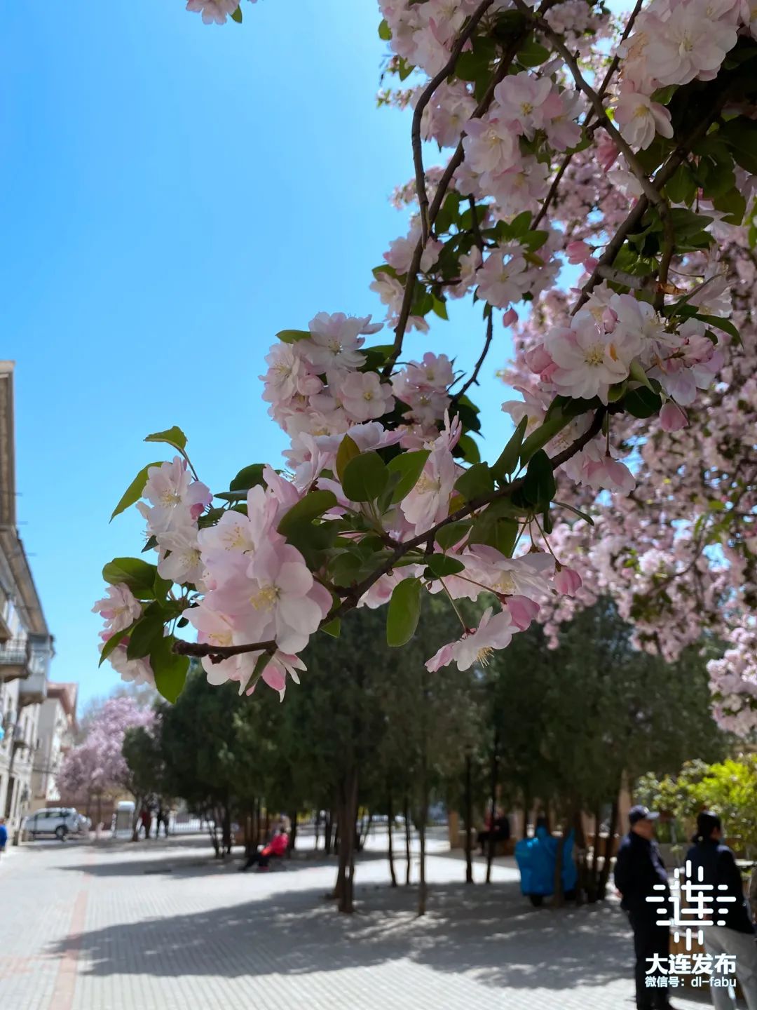 漫步大连,又是被“圈粉”的一天